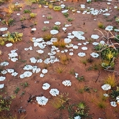 Macgregoria racemigera at Jundah, QLD - 27 Aug 2025 by HelenCross