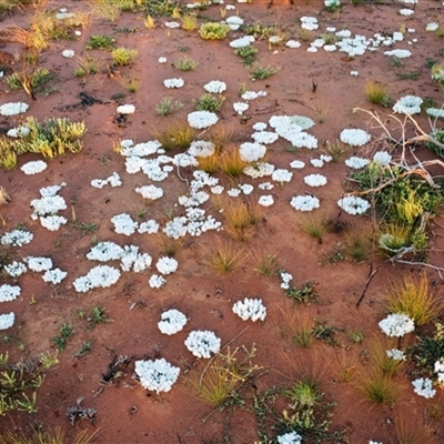 Macgregoria racemigera at Jundah, QLD - 27 Aug 2025 by HelenCross