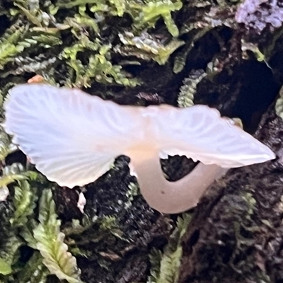 Unverified Cap on a stem; gills below cap [mushrooms or mushroom-like] at Paddys River, ACT - 31 Aug 2025 by Clarel