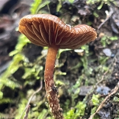 zzz ?Inocybe at Paddys River, ACT - 31 Aug 2025 by Clarel