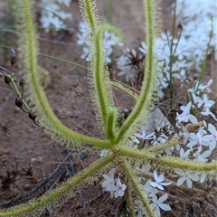 Drosera finlaysoniana at Jundah, QLD - 27 Aug 2025 by HelenCross