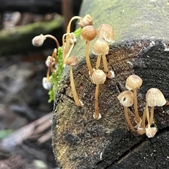 Mycena sp. (genus) (Mycena) at Paddys River, ACT - 31 Aug 2025 by Clarel