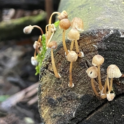 Mycena sp. (genus) (Mycena) at Paddys River, ACT - 31 Aug 2025 by Clarel