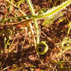 Drosera finlaysoniana at Windorah, QLD - 17 Aug 2025 by HelenCross