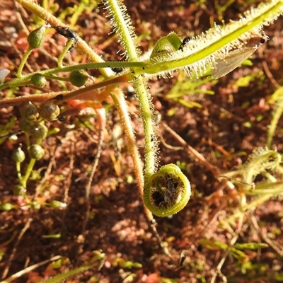 Drosera finlaysoniana at Windorah, QLD - 17 Aug 2025 by HelenCross