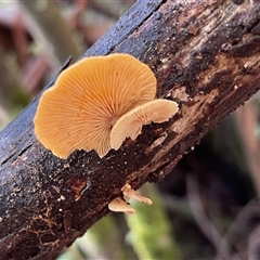 Crepidotus sp. at Paddys River, ACT - 31 Aug 2025 by Clarel