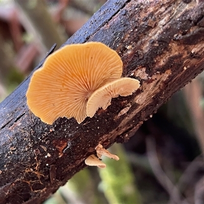 Crepidotus sp. at Paddys River, ACT - 31 Aug 2025 by Clarel