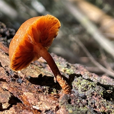 Unverified Cap on a stem; gills below cap [mushrooms or mushroom-like] at Paddys River, ACT - 31 Aug 2025 by Clarel