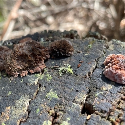 Unverified Other fungi on wood at Paddys River, ACT - 31 Aug 2025 by Clarel