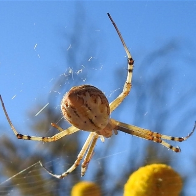 Argiope (genus) (A St. Andrew's cross spider) at Windorah, QLD - 17 Aug 2025 by HelenCross