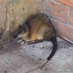 Hydromys chrysogaster (Rakali or Water Rat) at Macgregor, ACT - 10 Aug 2025 by Caric