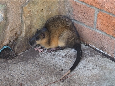 Hydromys chrysogaster (Rakali or Water Rat) at Macgregor, ACT - 10 Aug 2025 by Caric