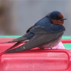 Hirundo neoxena (Welcome Swallow) at Griffith, ACT - 29 Aug 2025 by RobParnell