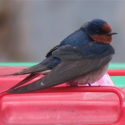 Hirundo neoxena (Welcome Swallow) at Griffith, ACT - 29 Aug 2025 by RobParnell