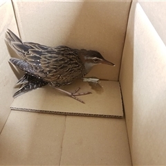 Gallirallus philippensis (Buff-banded Rail) at Bundanoon, NSW - 21 Mar 2021 by Aussiegall