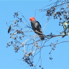 Callocephalon fimbriatum (Gang-gang Cockatoo) at Denman Prospect, ACT - 1 Sep 2025 by Harrisi