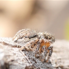 Maratus calcitrans (Kicking peacock spider) at Denman Prospect, ACT - 1 Sep 2025 by Harrisi