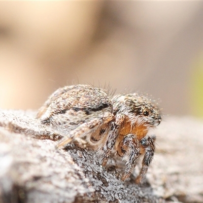 Maratus calcitrans (Kicking peacock spider) at Denman Prospect, ACT - 1 Sep 2025 by Harrisi