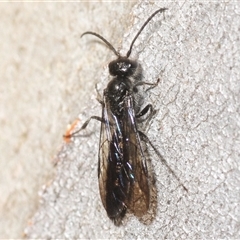 Unverified Wasp (Hymenoptera, Apocrita) at Yarralumla, ACT - 31 Aug 2025 by Harrisi