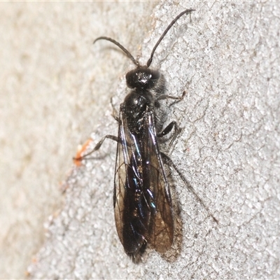 Unverified Wasp (Hymenoptera, Apocrita) at Yarralumla, ACT - 31 Aug 2025 by Harrisi