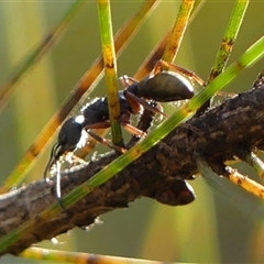 Myrmecia fulvipes (Red-legged Toothless bull ant) at Braemar, NSW - 31 Aug 2025 by Curiosity