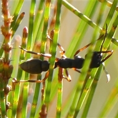 Myrmecia fulvipes at Braemar, NSW - 31 Aug 2025 01:48 PM