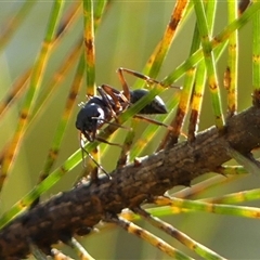 Myrmecia fulvipes at Braemar, NSW - 31 Aug 2025 01:48 PM