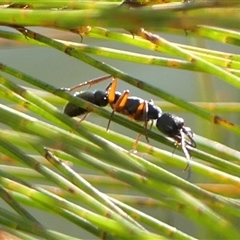 Myrmecia fulvipes at Braemar, NSW - 31 Aug 2025 01:48 PM
