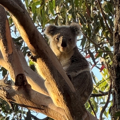 Phascolarctos cinereus (Koala) at Bucketty, NSW - 2 Sep 2025 by MartinPredavec