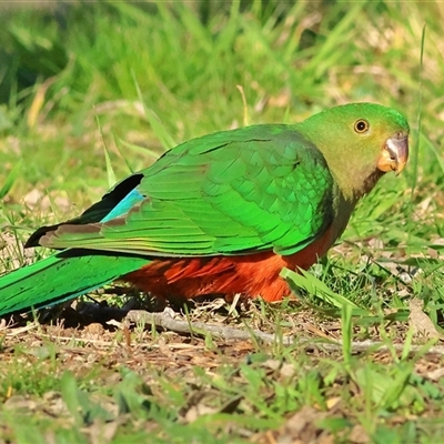 Alisterus scapularis (Australian King-Parrot) at Higgins, ACT - 1 Sep 2025 by MichaelWenke