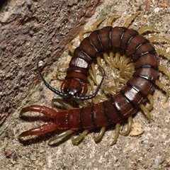 Cormocephalus aurantiipes (Orange-legged Centipede) at Jerrabomberra, NSW - 1 Sep 2025 by DianneClarke