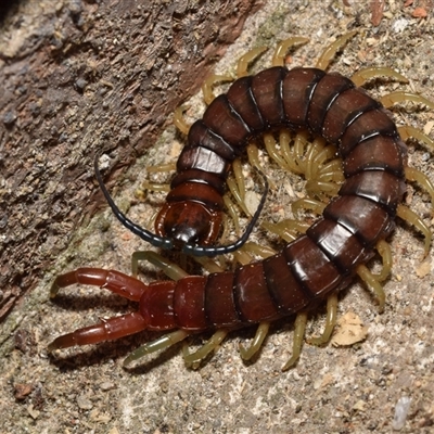Cormocephalus aurantiipes (Orange-legged Centipede) at Jerrabomberra, NSW - 1 Sep 2025 by DianneClarke