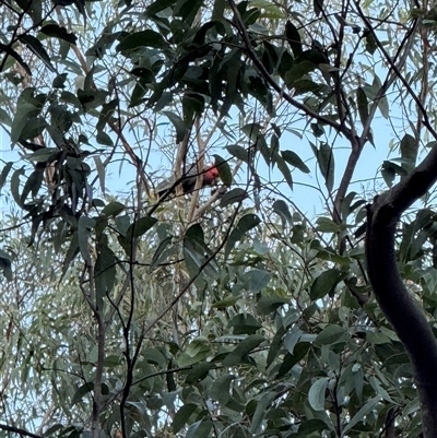 Callocephalon fimbriatum (Gang-gang Cockatoo) at Laguna, NSW - 2 Sep 2025 by MartinPredavec