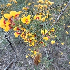 Dillwynia retorta at Laguna, NSW - 2 Sep 2025 by MartinPredavec