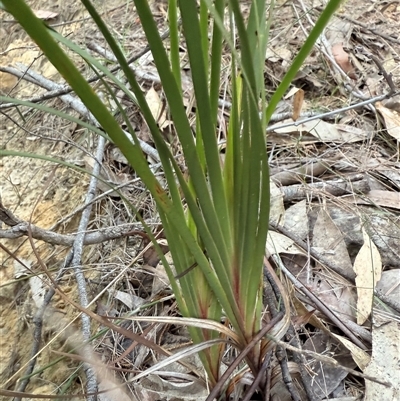 Patersonia glabrata (Native Iris) at Bucketty, NSW - 2 Sep 2025 by MartinPredavec