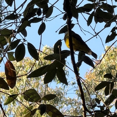 Pachycephala pectoralis (Golden Whistler) at Mogo Creek, NSW - 2 Sep 2025 by MartinPredavec