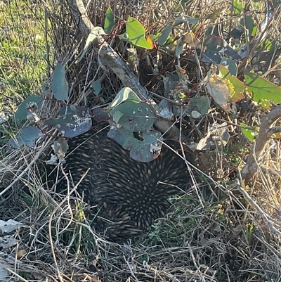 Tachyglossus aculeatus (Short-beaked Echidna) at Strathnairn, ACT - 1 Sep 2025 by Jennybach