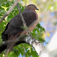 Macropygia phasianella (Brown Cuckoo-dove) at Tahmoor, NSW - 31 Aug 2025 by Freebird