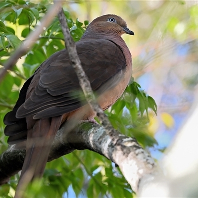 Macropygia phasianella (Brown Cuckoo-dove) at Tahmoor, NSW - 31 Aug 2025 by Freebird