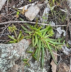 Calandrinia eremaea (Small Purslane) at Strathnairn, ACT - 1 Sep 2025 by Jennybach