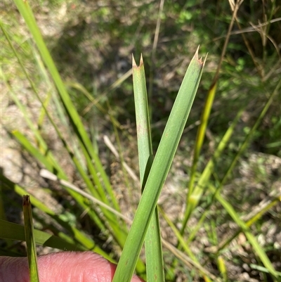 Lomandra longifolia at Broke, NSW - 2 Sep 2025 by RoyP