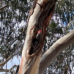 Callocephalon fimbriatum (Gang-gang Cockatoo) at Dickson, ACT - 2 Sep 2025 by Lisa.Jok