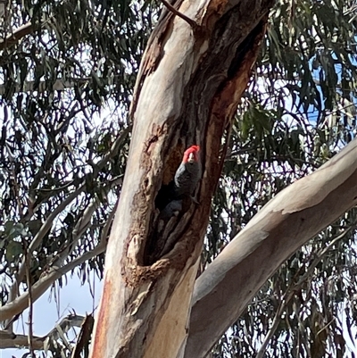 Callocephalon fimbriatum (Gang-gang Cockatoo) at Dickson, ACT - 2 Sep 2025 by Lisa.Jok