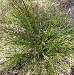 Lomandra longifolia at Broke, NSW - 2 Sep 2025 by RoyP