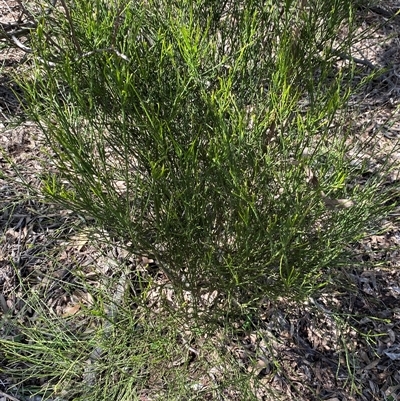 Unverified Other Wildflower or Herb at Broke, NSW - 2 Sep 2025 by RoyP