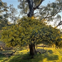 Acacia baileyana (Cootamundra Wattle, Golden Mimosa) at Strathnairn, ACT - 1 Sep 2025 by Jennybach
