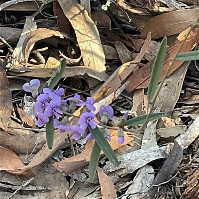 Hovea heterophylla (Common Hovea) at Strathnairn, ACT - 1 Sep 2025 by Jennybach