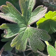 Geranium solanderi (Native Geranium) at Belconnen, ACT - 1 Sep 2025 by Jennybach