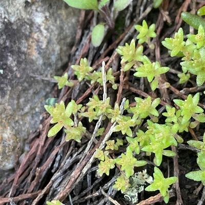 Crassula sp. (Crassula) at Strathnairn, ACT - 1 Sep 2025 by Jennybach