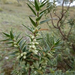 Melichrus urceolatus (Urn Heath) at Ballyroe, NSW - 23 Mar 2018 by TwoRivers